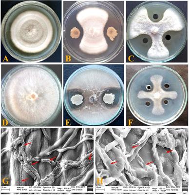 Macrolactin A mediated biocontrol of Fusarium oxysporum and Rhizoctonia solani infestation on Amaranthus hypochondriacus by Bacillus subtilis BS-58